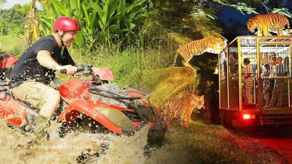 Tiger Quad Bike Safari